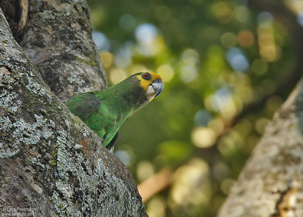 Yellow-fronted Parrot