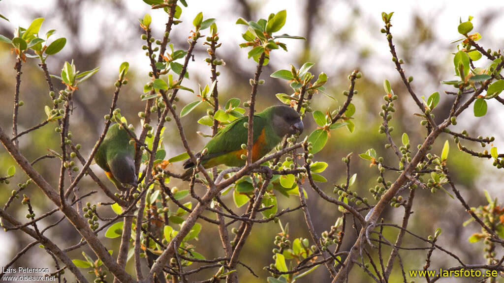Senegal Parrotadult, eats