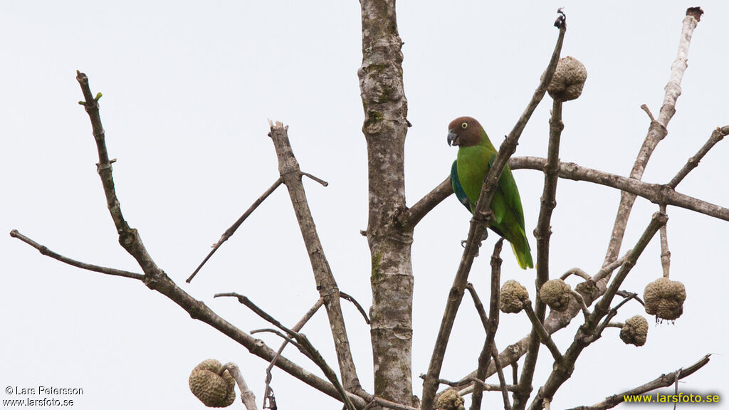 Red-cheeked Parrot