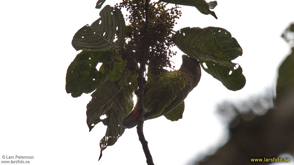 Modest Tiger Parrot