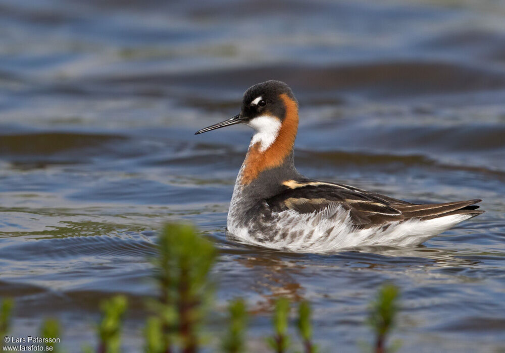 Phalarope à bec étroit