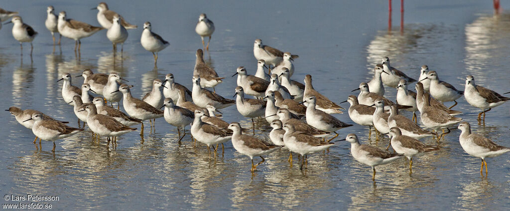 Wilson's Phalarope