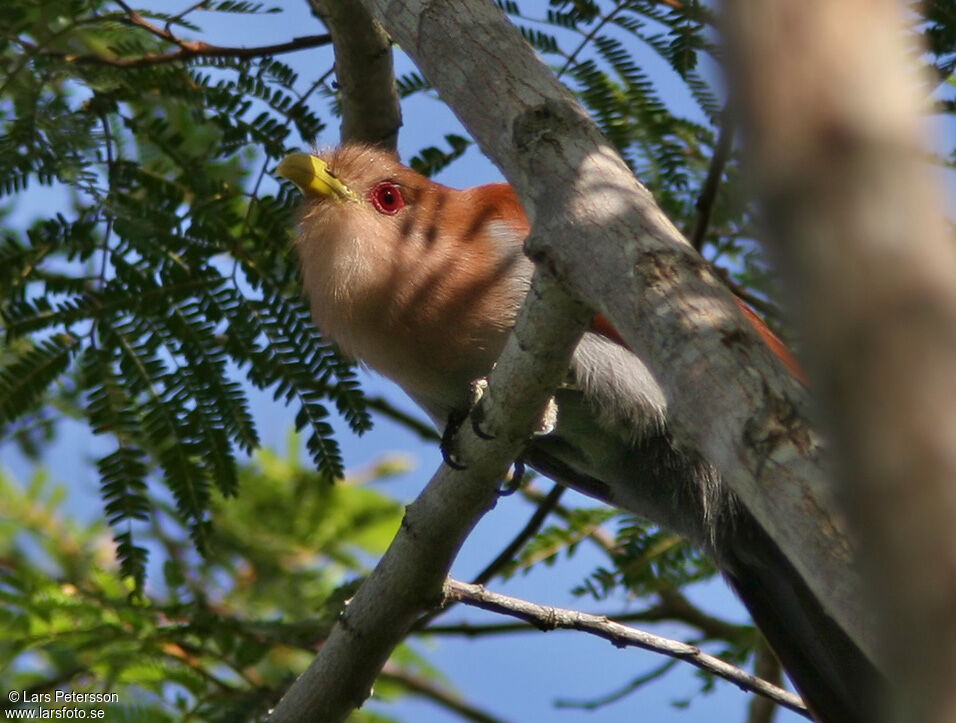 Squirrel Cuckoo