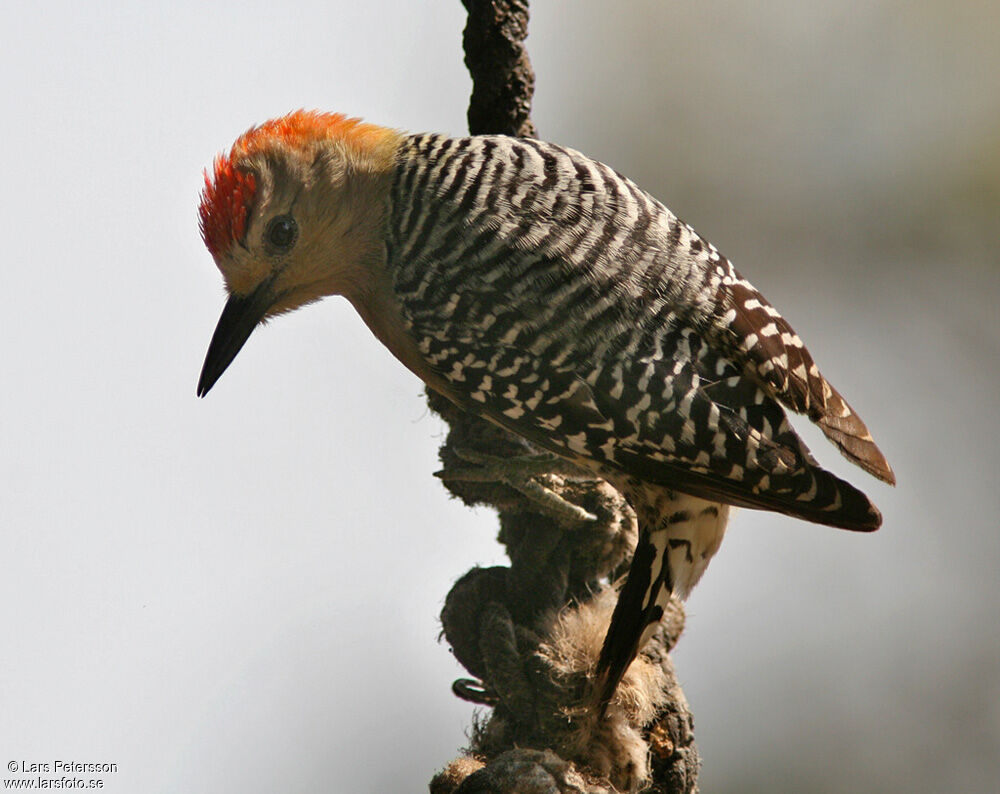 Red-crowned Woodpecker