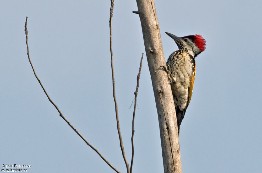 Black-rumped Flameback