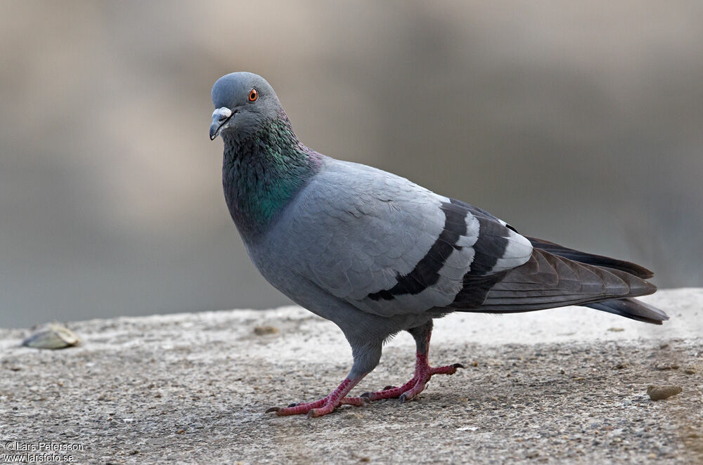 Pigeon biset