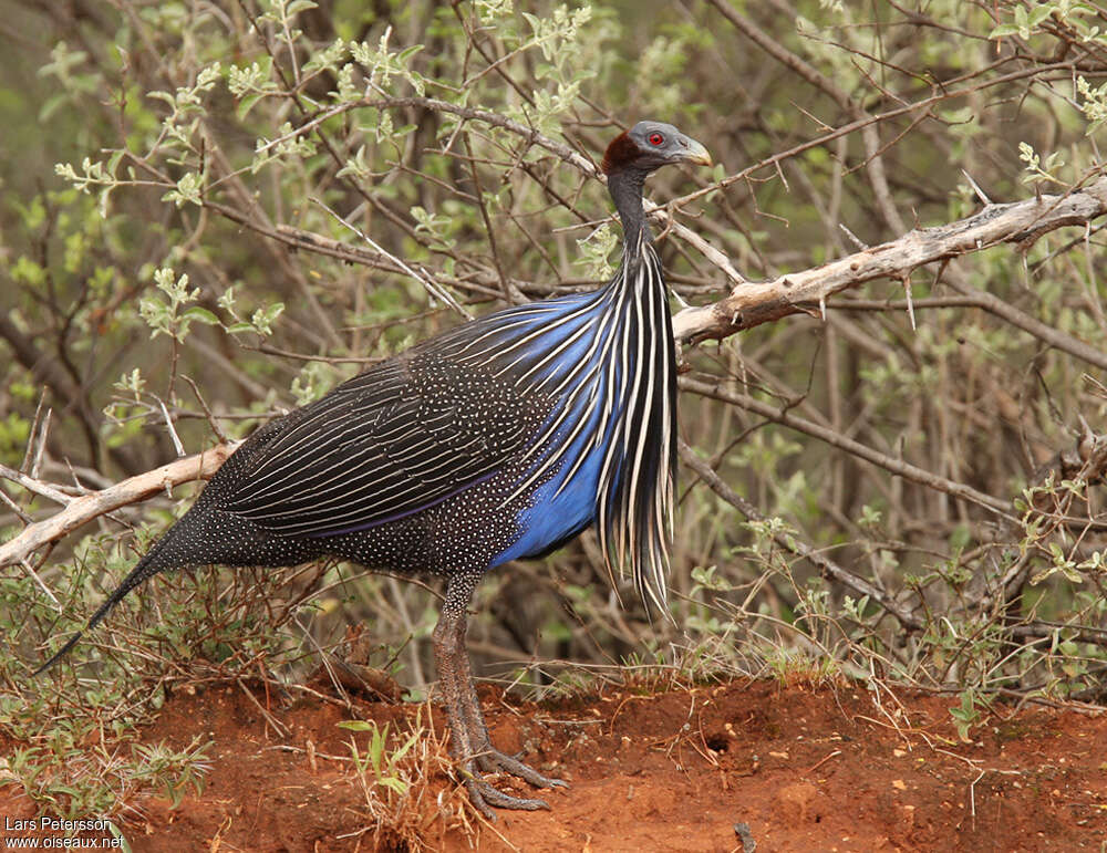 Pintade vulturineadulte, identification