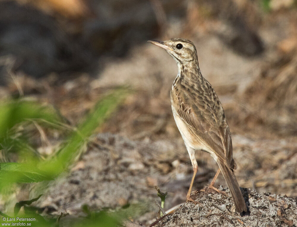 Pipit de Melinda