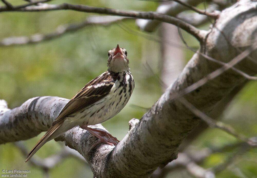 Pipit de Sokoke