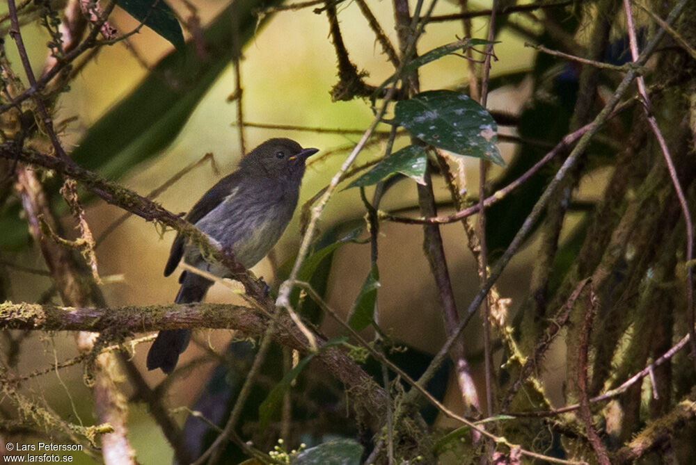 Fan-tailed Berrypecker