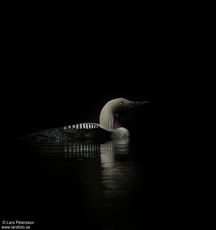 Black-throated Loon