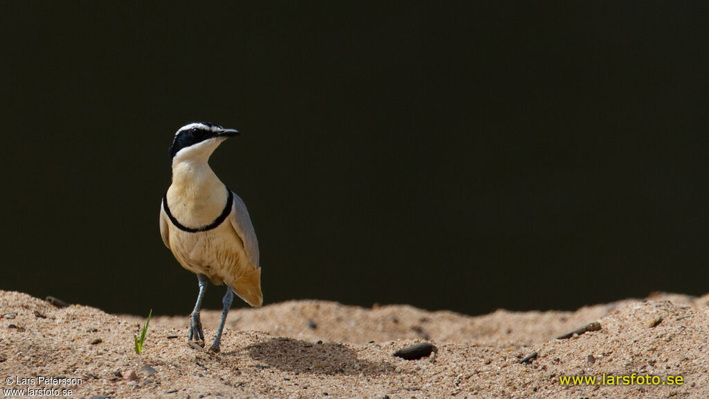 Egyptian Plover
