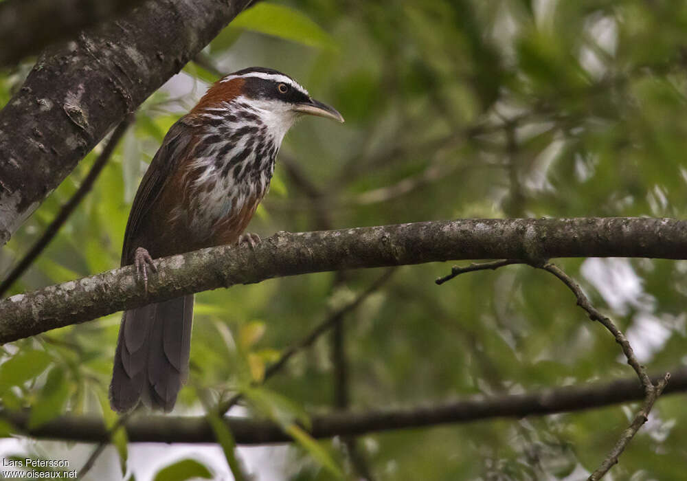 Taiwan Scimitar Babbler