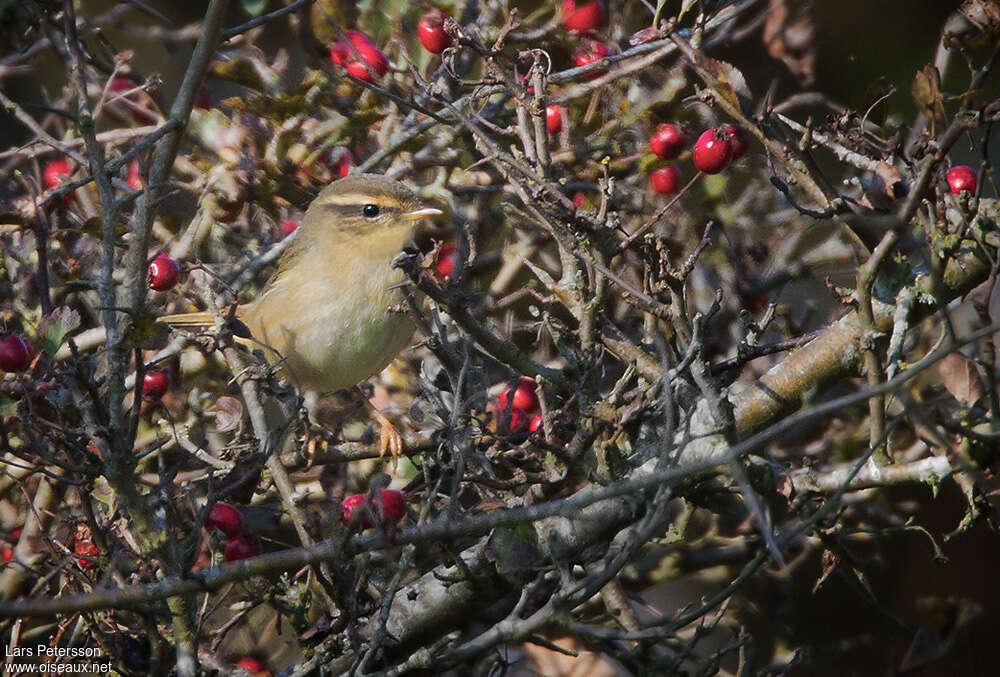 Radde's Warbler, close-up portrait, pigmentation