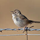 Prinia délicate