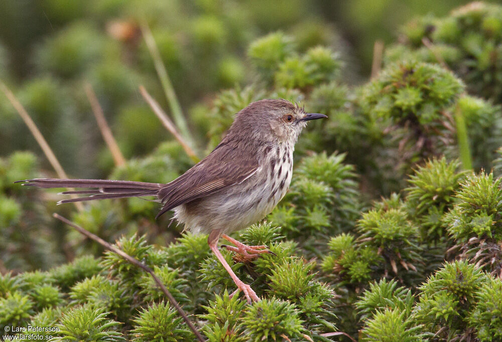 Prinia du Karroo