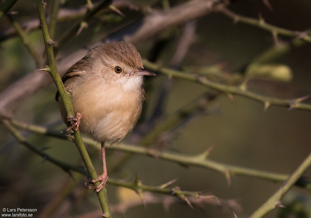 Plain Prinia