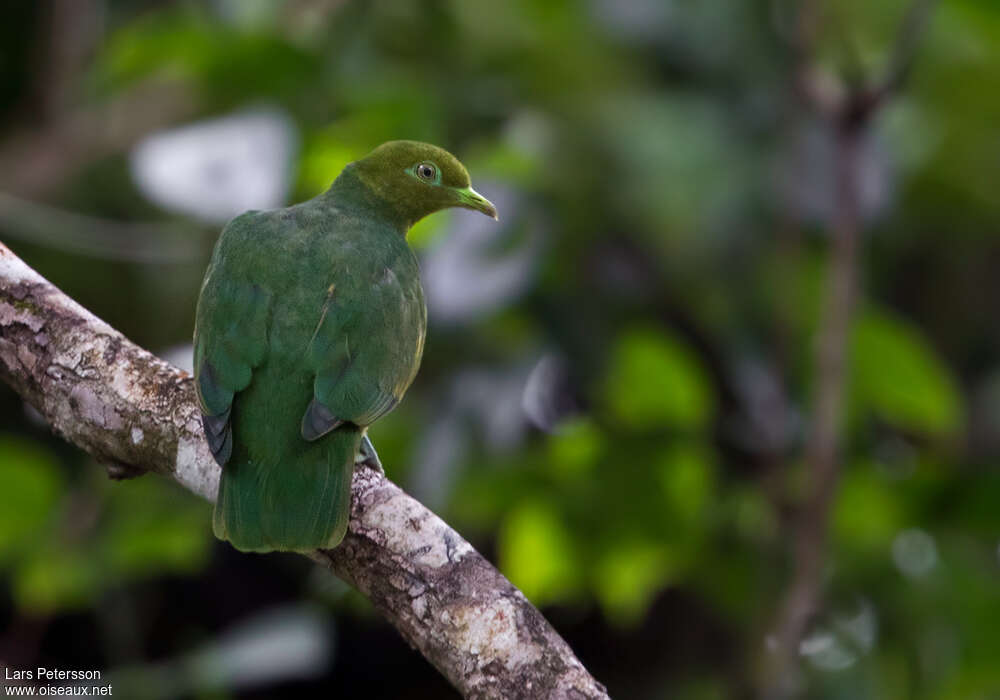 Golden Dove male adult, identification