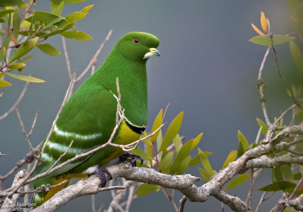 Cloven-feathered Dove