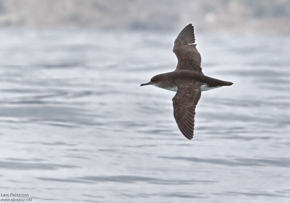 Puffin de Hutton, Vol