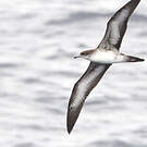 Puffin fouquet
