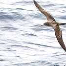 Puffin fouquet