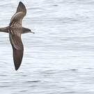 Puffin fouquet