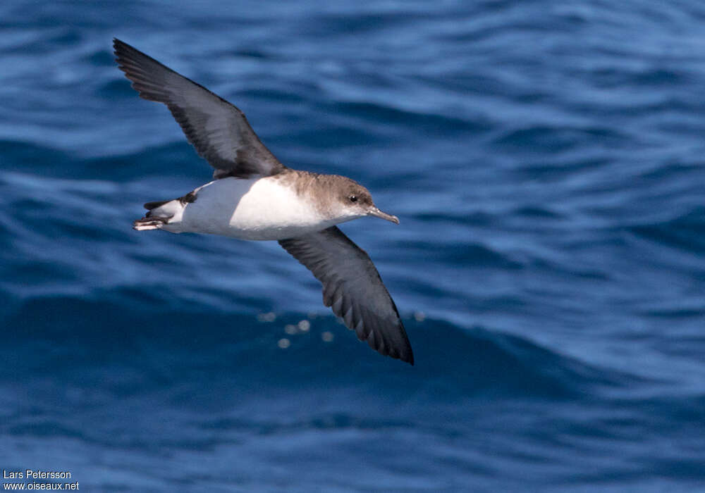 Fluttering Shearwateradult, Flight
