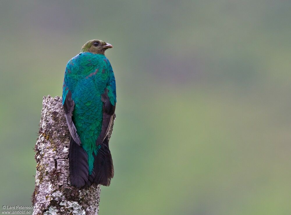 Quetzal doré