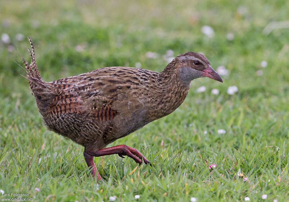 Râle wékaadulte, identification