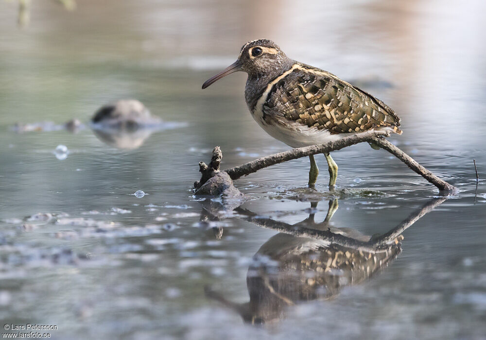 Greater Painted-snipe