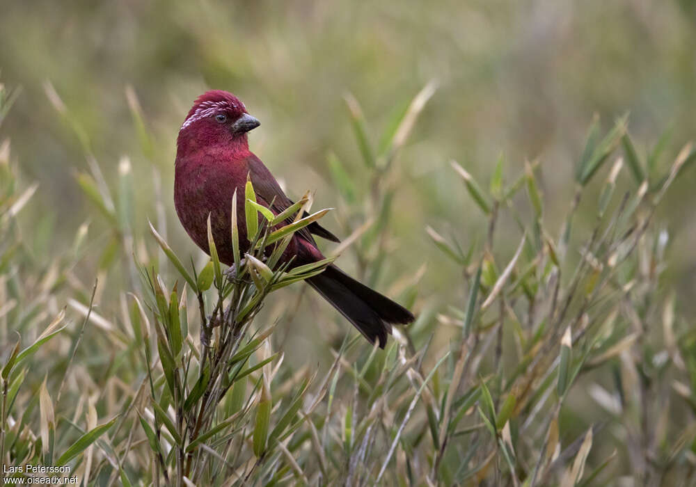 Taiwan Rosefinch male adult, identification