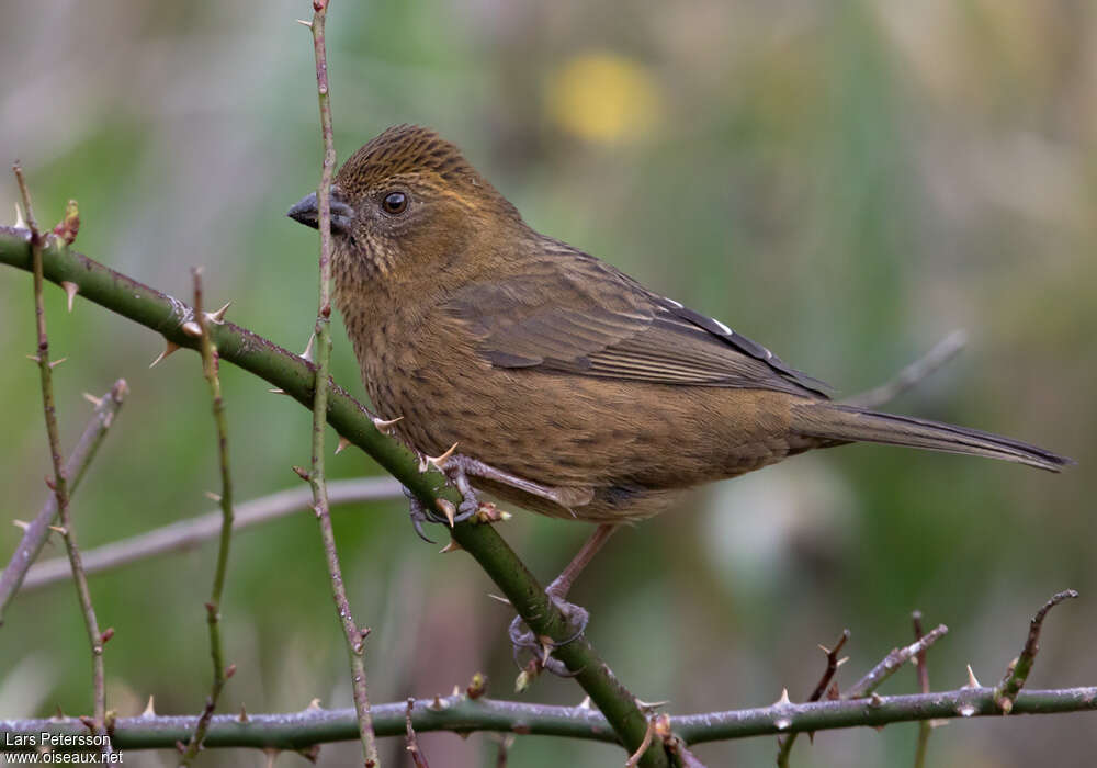 Roselin de Taiwan femelle adulte, identification