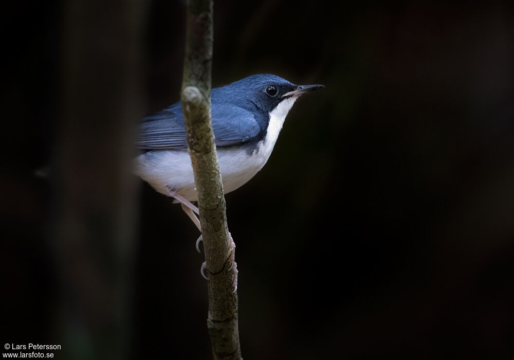 Siberian Blue Robin