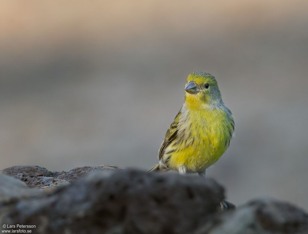 Serin des Canaries