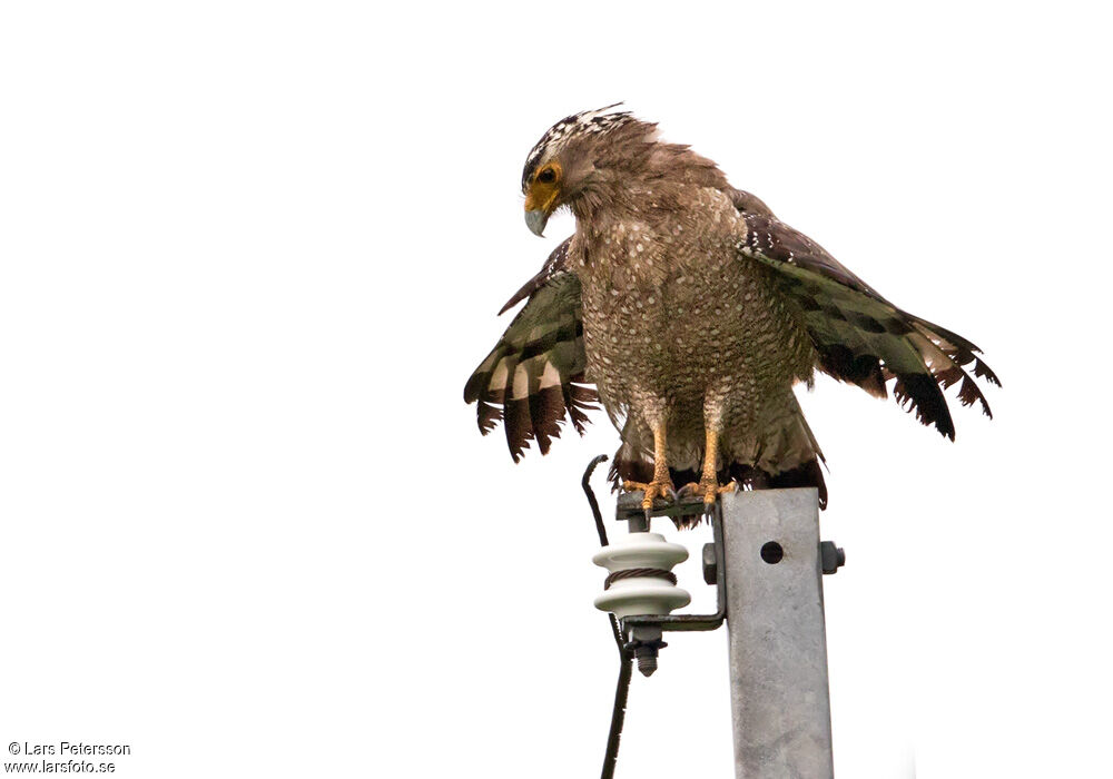 Crested Serpent Eagle