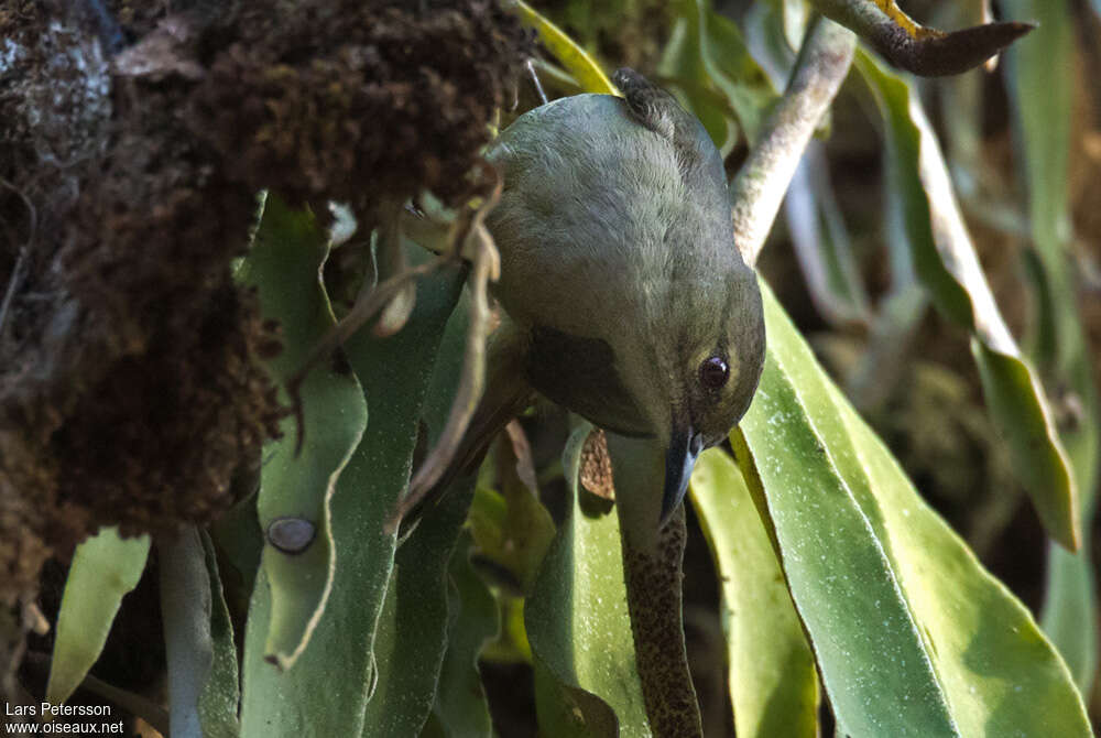 Yellow-chinned Sunbird female, close-up portrait