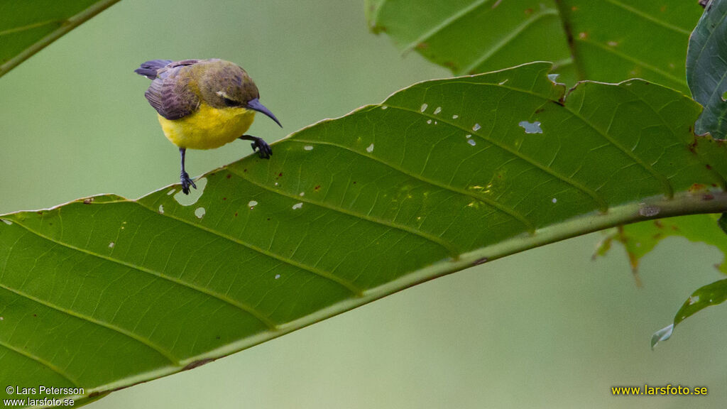 Sahul Sunbird
