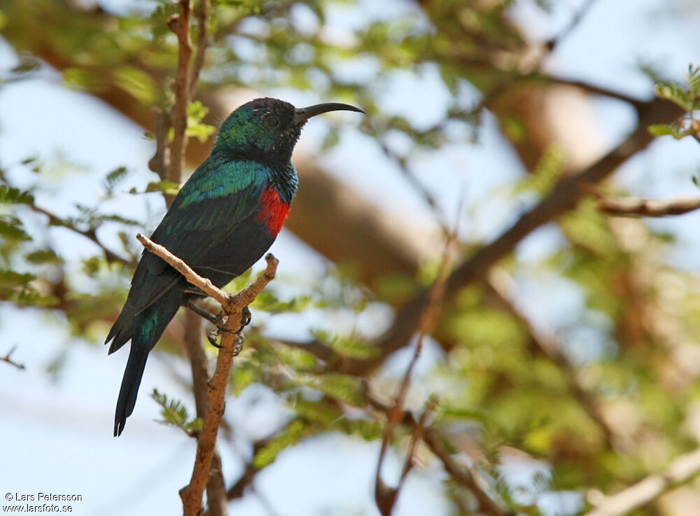 Abyssinian Sunbird