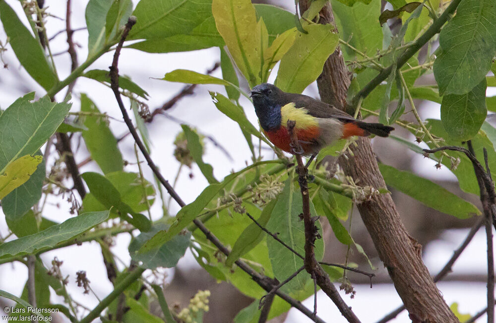 Anchieta's Sunbird