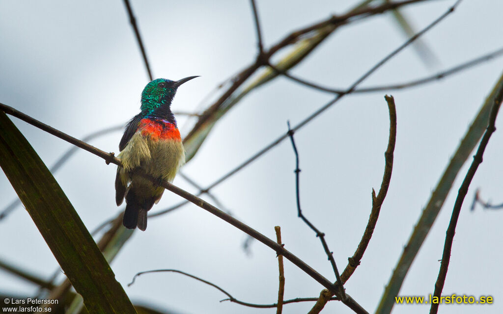 Tiny Sunbird