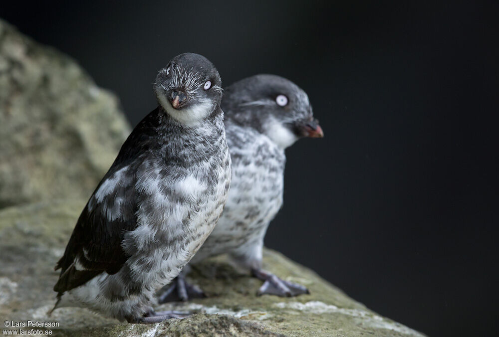 Least Auklet
