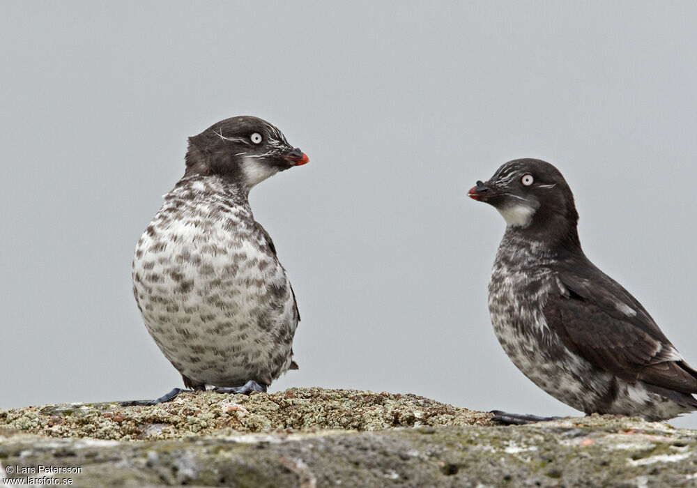 Least Auklet