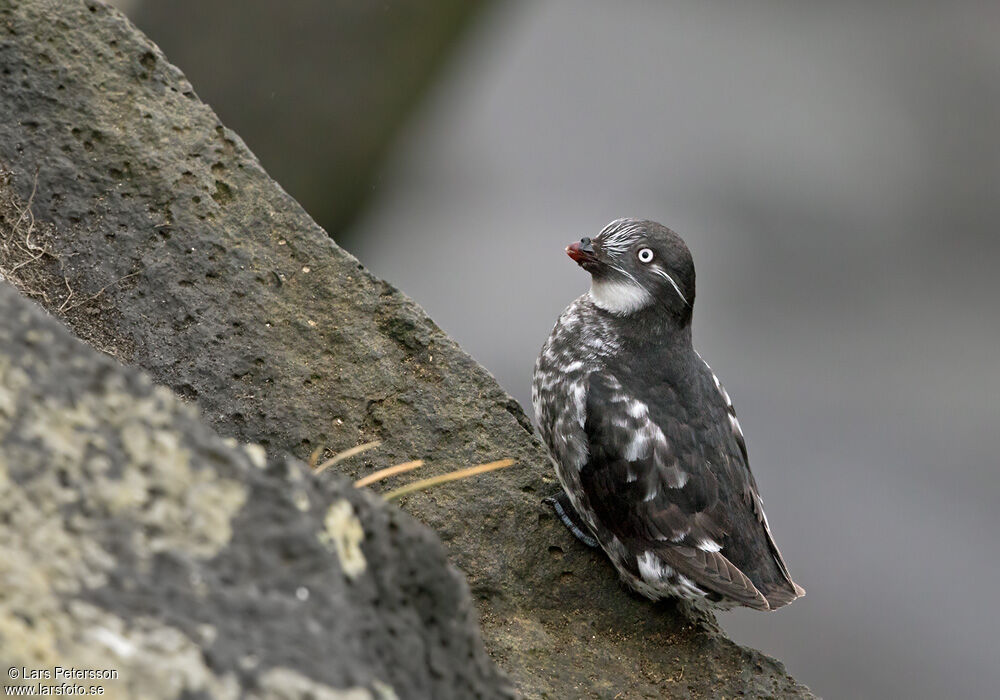 Least Auklet, habitat