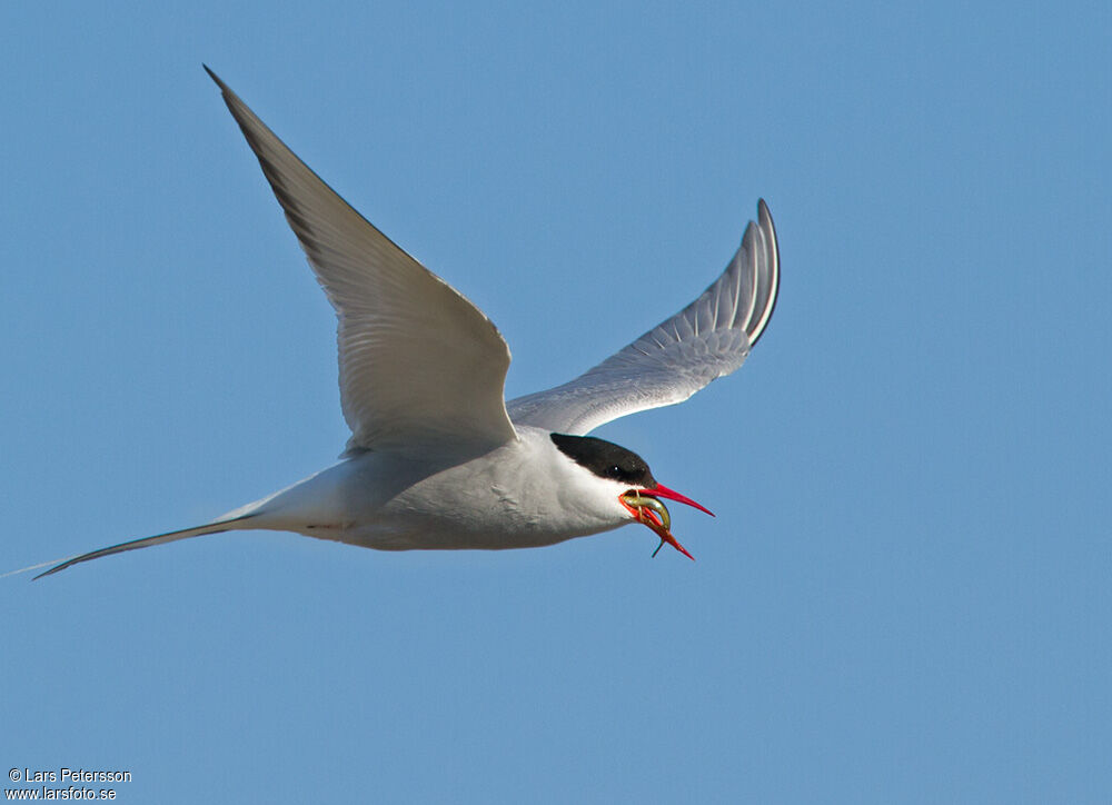 Arctic Tern