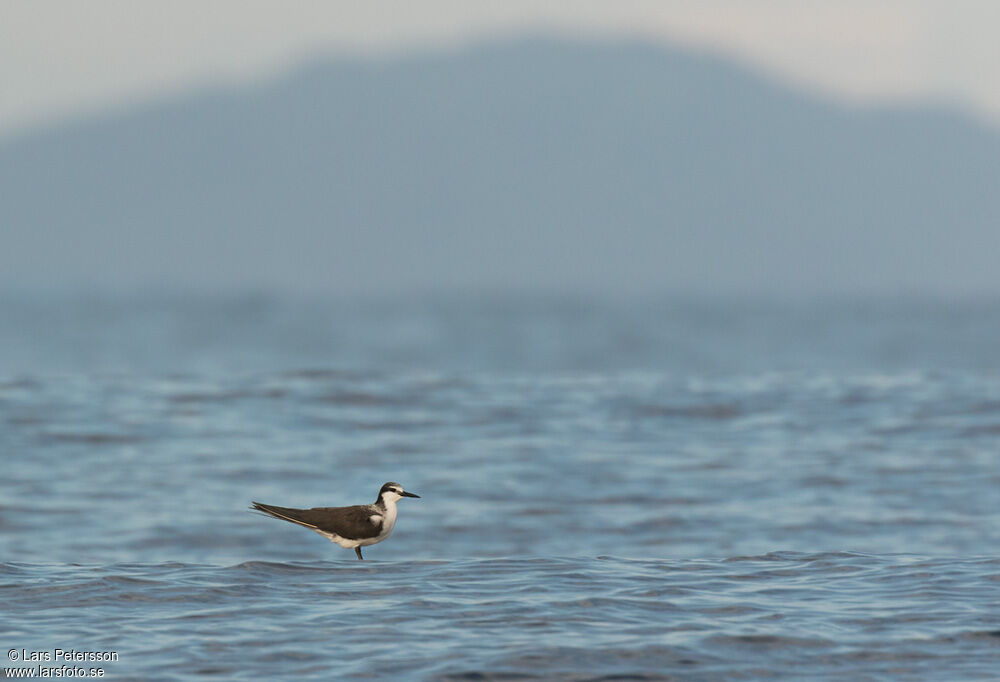 Bridled Tern