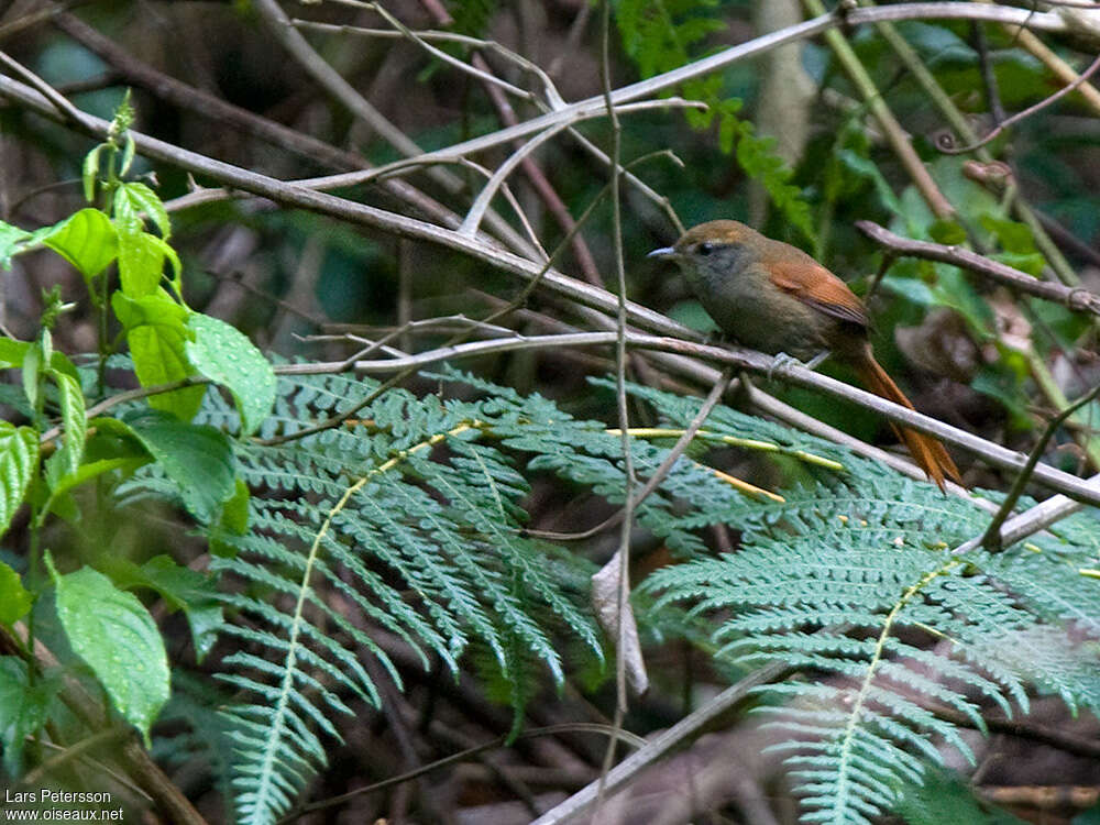 Synallaxe de Bahiaadulte, identification