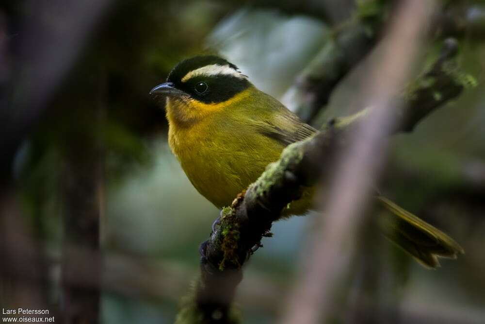 Tangara à calotte noireadulte, identification