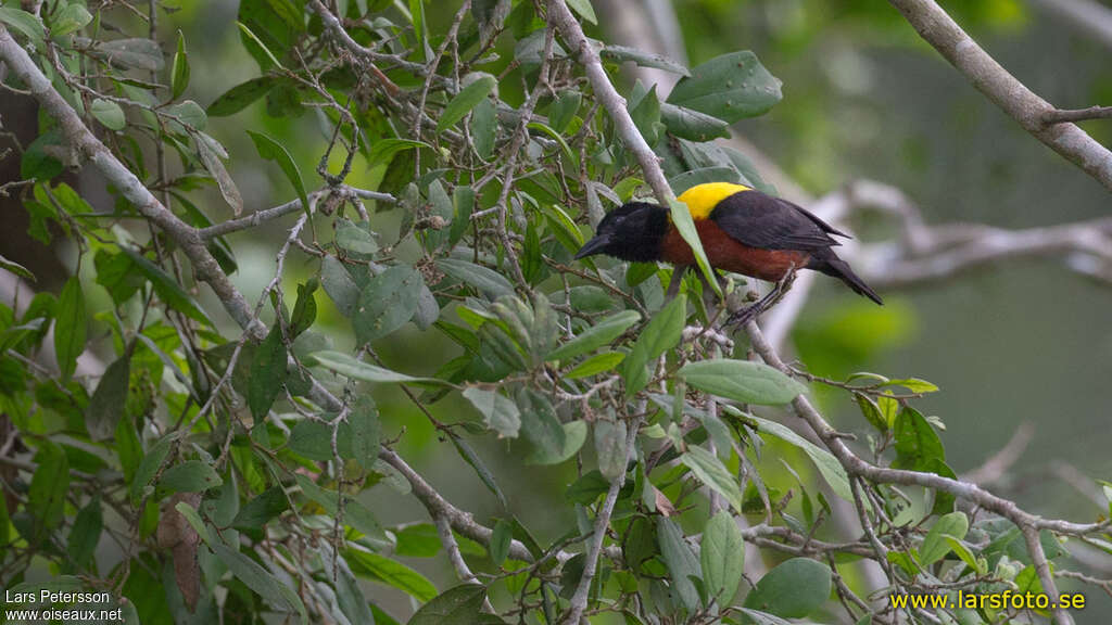Yellow-mantled Weaveradult breeding, habitat, pigmentation