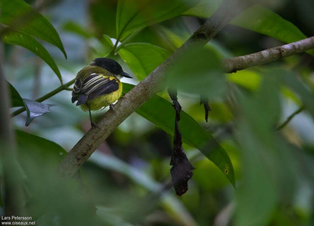 Todirostre à ailes d'oradulte